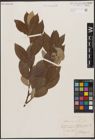 Foto von Salix caprea L.